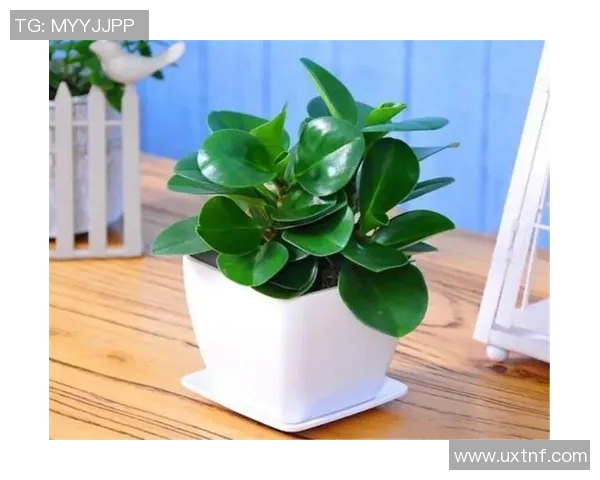 盆栽的魅力与养护技巧:让绿色生活点亮每个角落的秘密 盆栽的魅力与养护技巧:让绿色生活点亮每个角落的秘密